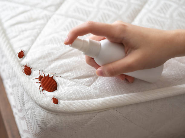 Professional Pest Control in Strawberry, CA